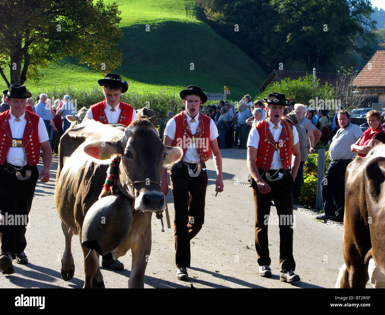 Feria agrícola ganadera vacas Suiza Foto de stock