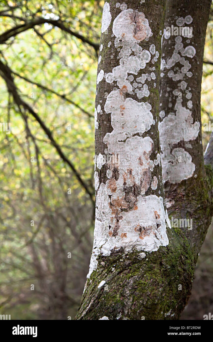 Líquenes que crecen en el tronco del árbol un indicador de aire puro Bosque de Dean Gloucestershire Inglaterra Foto de stock