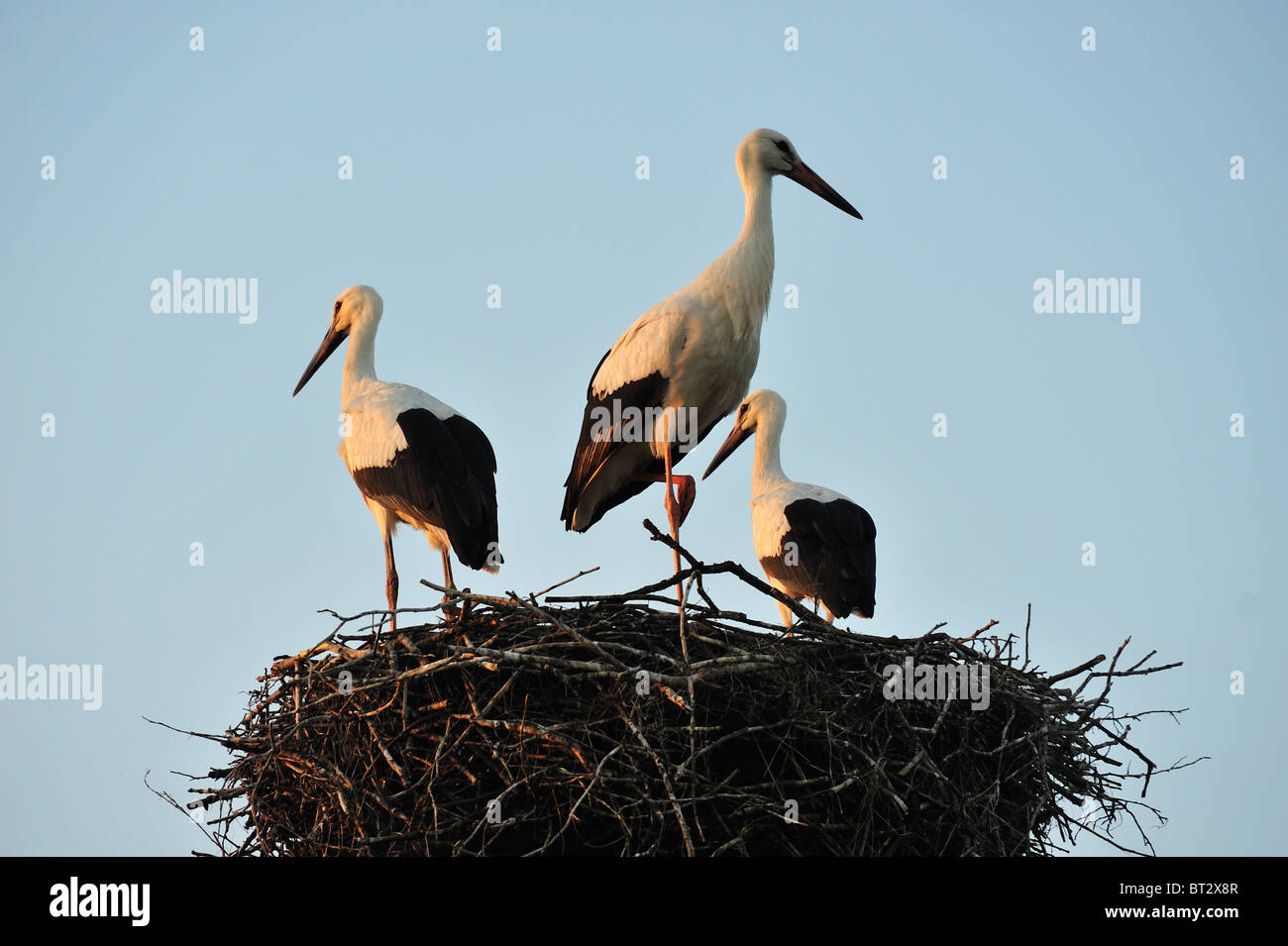 Cigüeñas cigüeña en el río Biebrza reserva en la región de Podlasie, Polonia Foto de stock