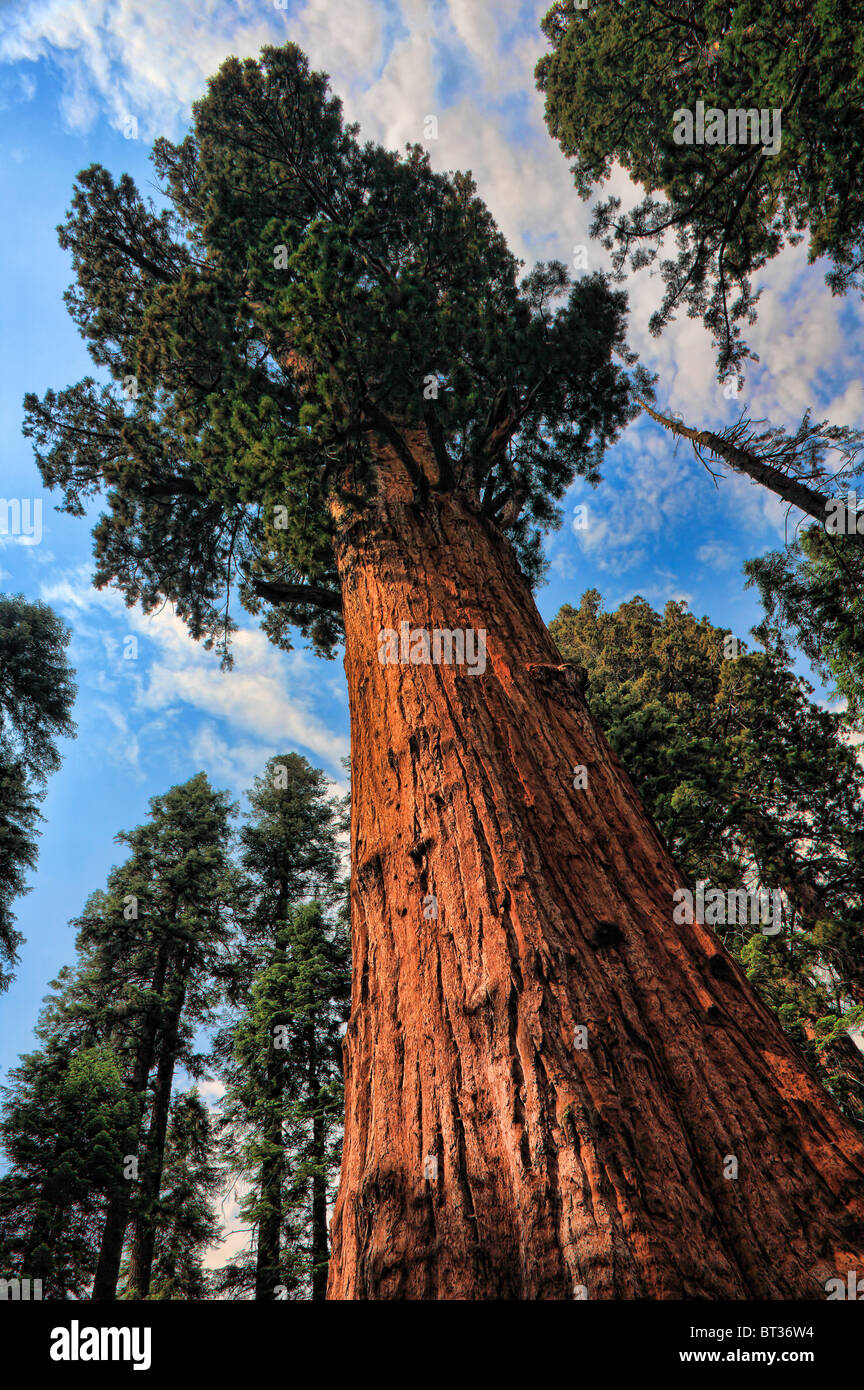 Las secoyas gigantes, o California Redwoods, en Sequoia y King Canyon National Park Foto de stock
