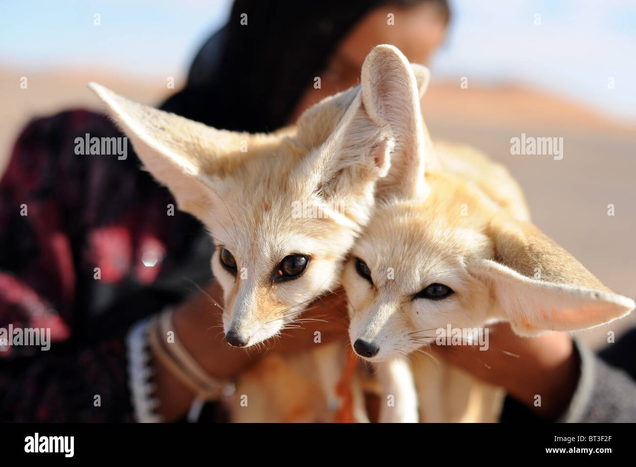 El bereber Chica sujetando dos cachorros de zorro del desierto blanco en el borde del desierto del Sáhara, Marruecos. Foto de stock