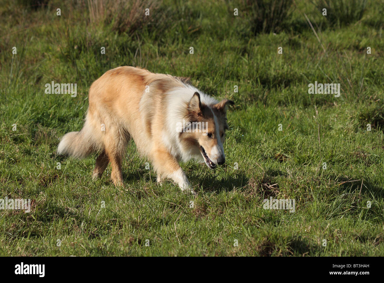 Perro Collie pelo áspero Foto de stock