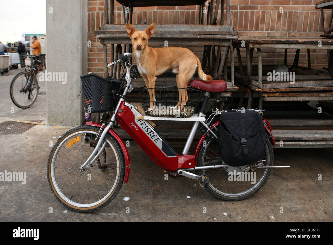 Perro, a bordo de una motocicleta Foto de stock