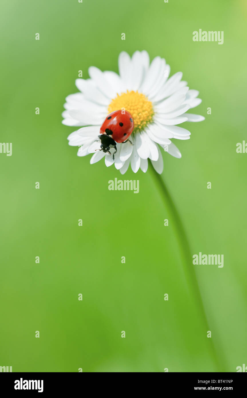 Ladybug en flor cerrar Foto de stock