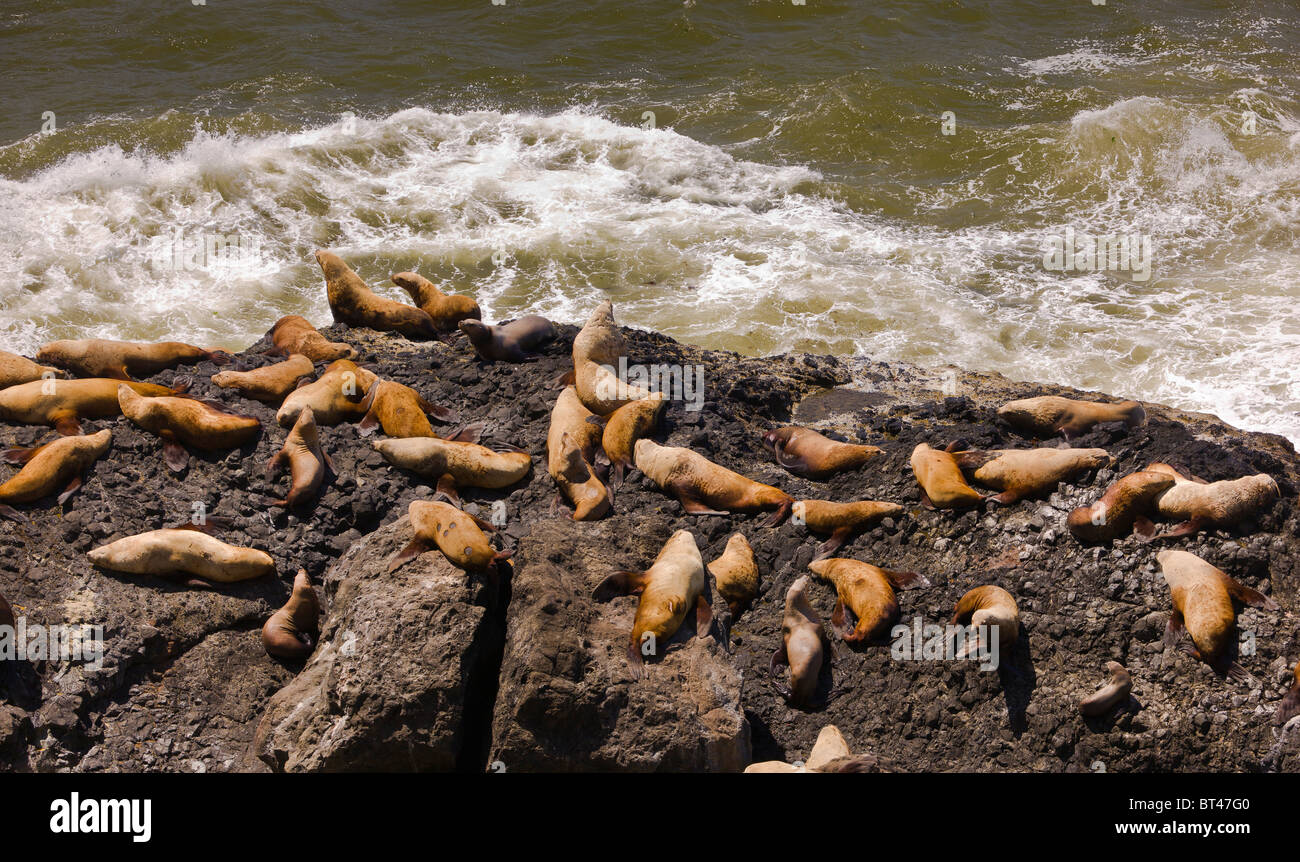 OREGON, USA - leones marinos pinnípedos sobre rocas Foto de stock