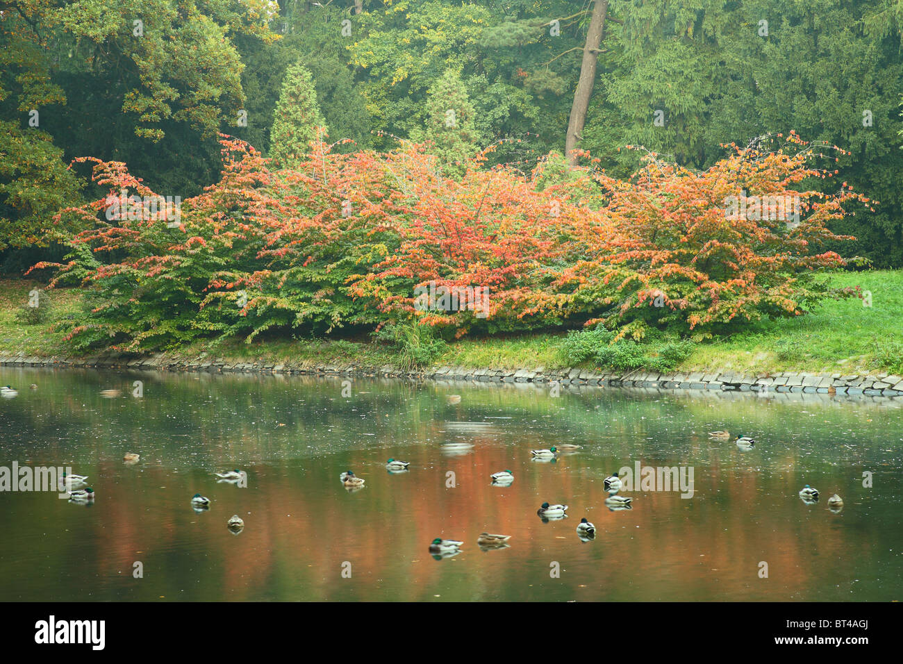 Colores de otoño de agua todavía tranquila y patos Foto de stock