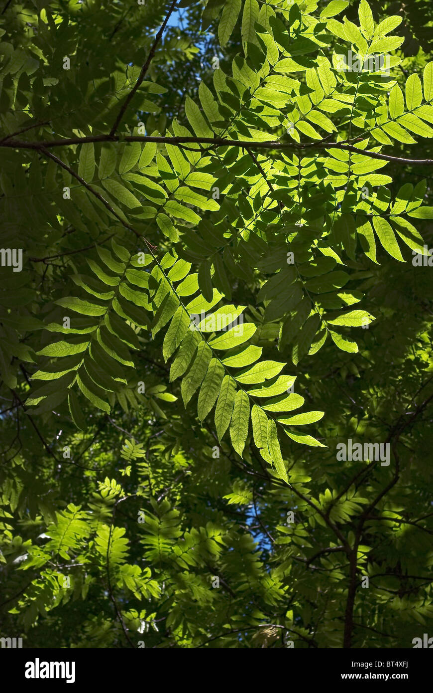 Contraste alto patrón de hojas verdes de verano con sombras Foto de stock