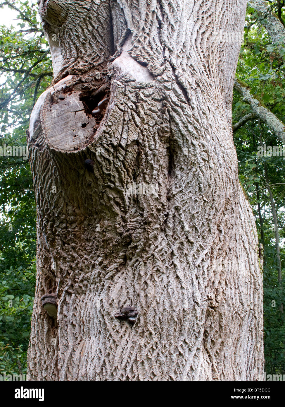 Las nudosas corteza de árbol, Loch Gur, el condado de Limerick Irlanda Foto de stock