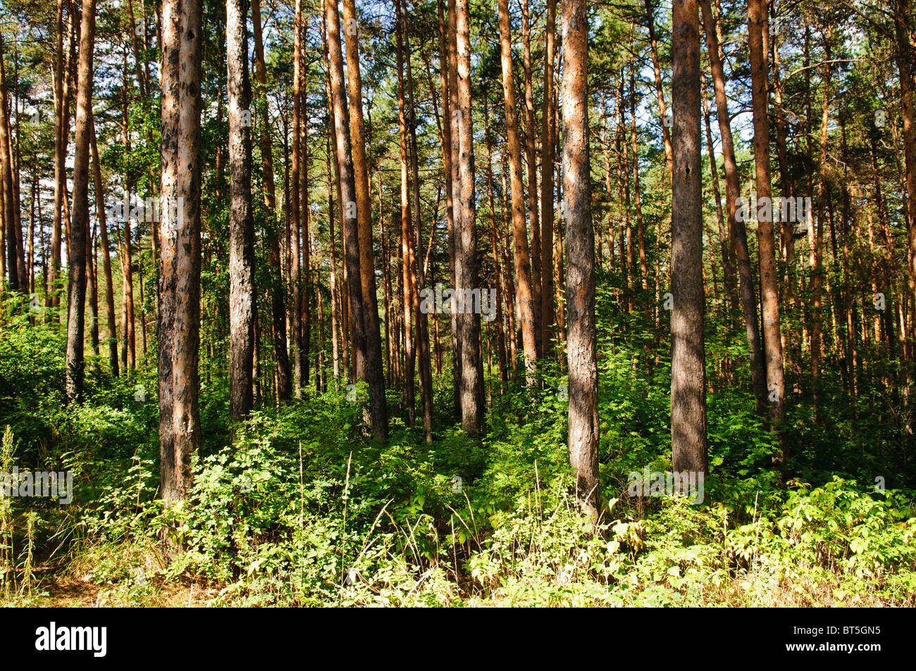 Paisaje de bosque de pinos en día de verano Foto de stock