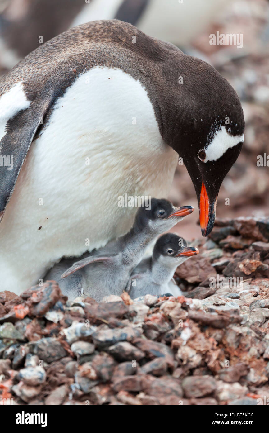 Pingüinos adultos y dos pichones en la colonia en la isla de Cuverville, Península Antártica occidental. Foto de stock
