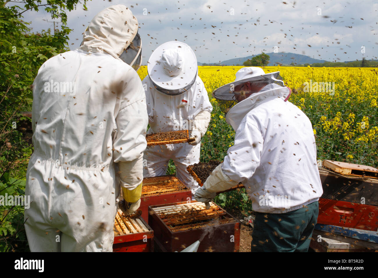 La apicultura profesional. Los apicultores examen de Western colmenas de abejas (Apis mellifera) para la reina de las células. Foto de stock