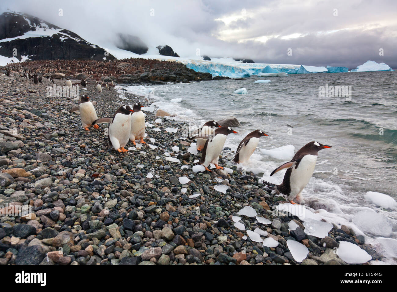 Colonia de Pingüinos Gentoo en la isla de Cuverville, Península Antártica occidental. Foto de stock