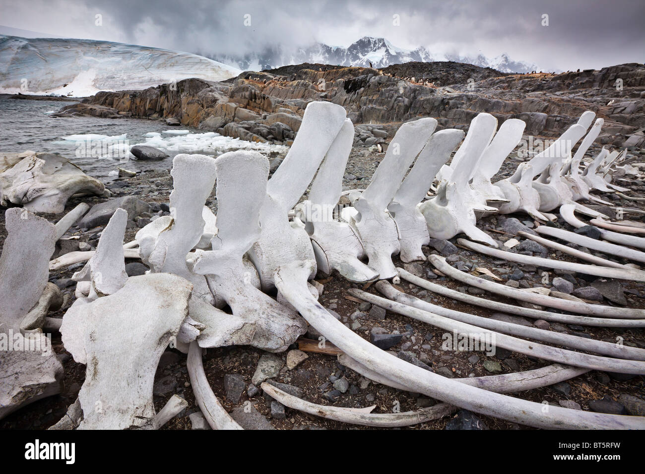 Esqueleto de ballena en Jugla Rearticulated Point, cerca de Port Lockroy, en el oeste de la Península Antártica. Foto de stock