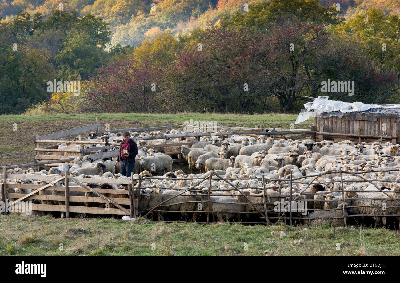 Marcado de los pastores de ovejas en rebaño de ovejas comunal tradicional en el aprisco cerca Saschiz, en otoño; Transilvania, Rumania Foto de stock