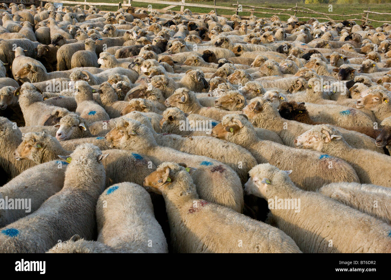 Rebaño de ovejas comunal tradicional en el aprisco cerca Saschiz, en otoño; Transilvania, Rumania Foto de stock