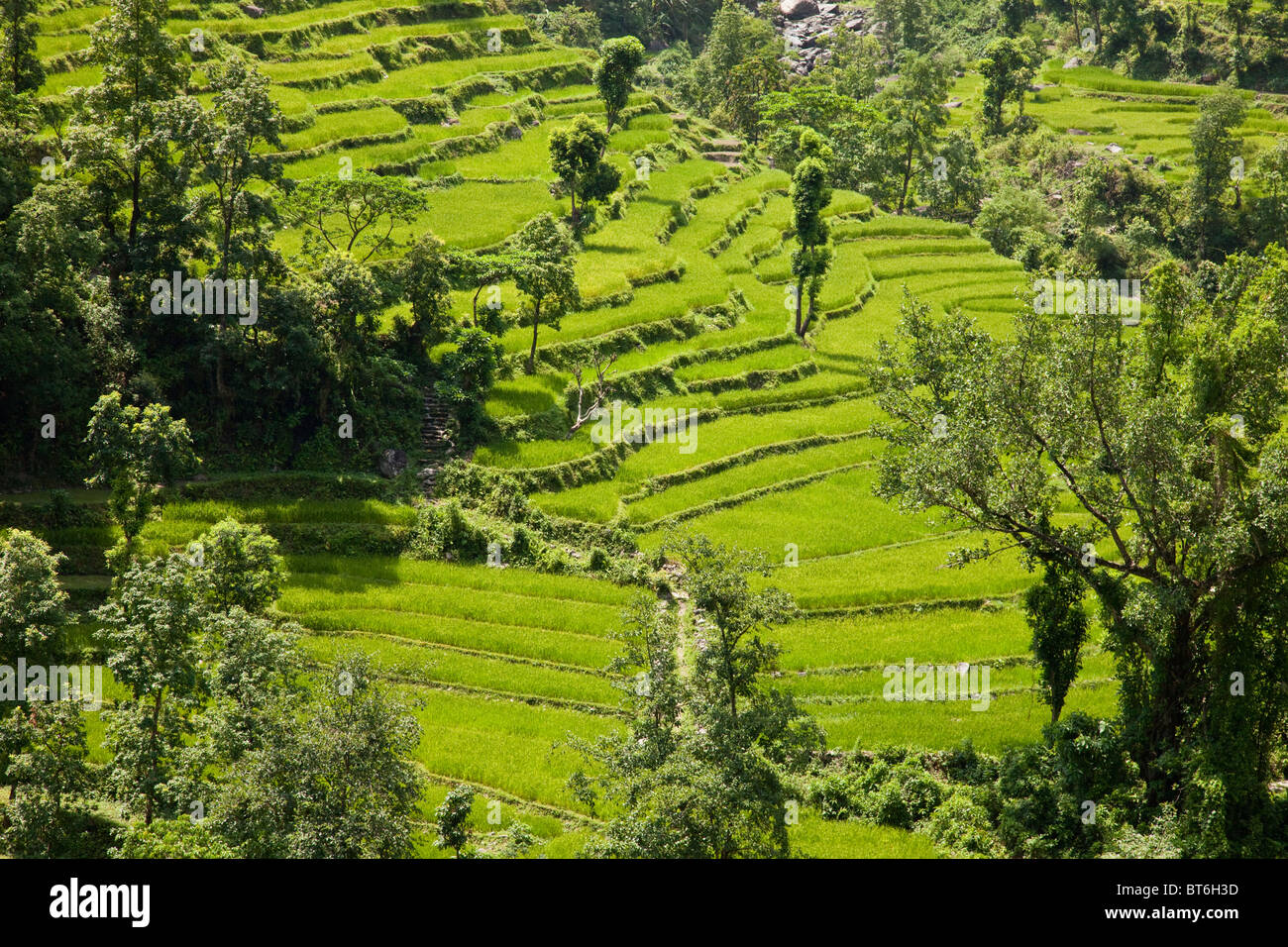 Terrazas de arroz cerca de Katmandú en Nepal Foto de stock