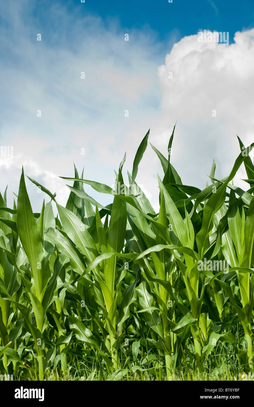 Campo de maíz maíz verde bajo el cielo tormentoso Foto de stock