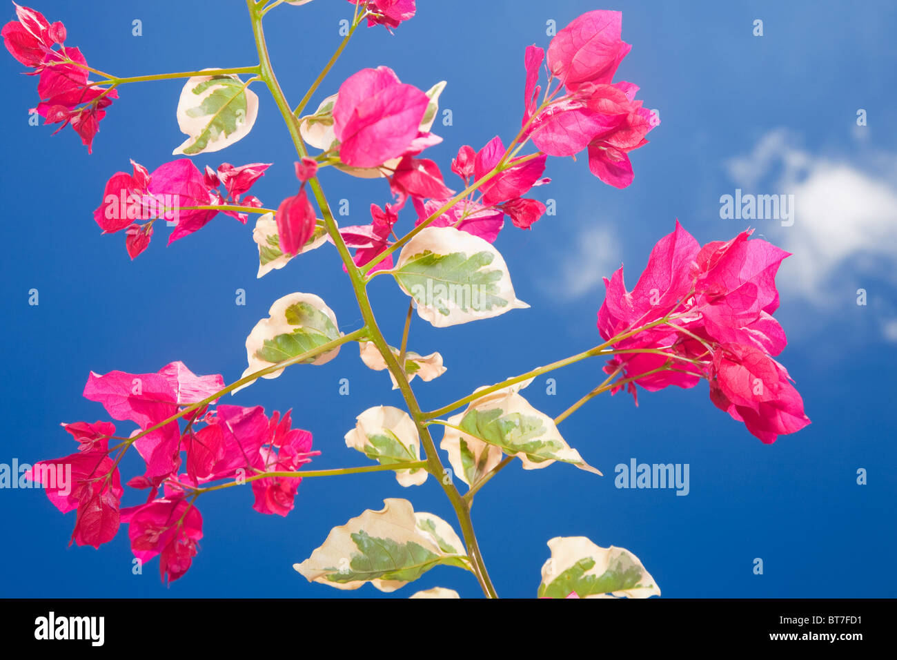 Bougainvillea bougainvillea glabra spectabilis fotografías e imágenes ...