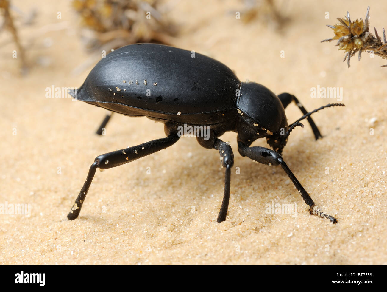 Darkling escarabajo sobre la arena Foto de stock