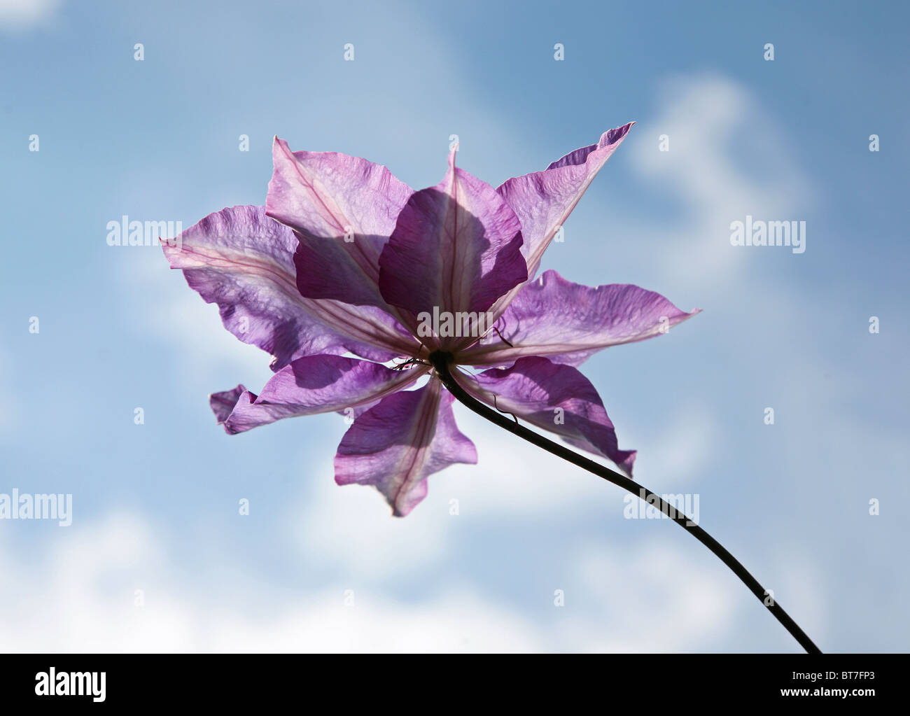 Clematis alpina 'Pamela Jackman' Flor toma desde abajo apuntando hacia el cielo azul Foto de stock