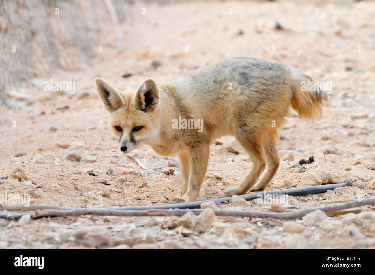 Fennec Fox (Vulpes zerda). Fennecs son pequeños zorros nocturnas que