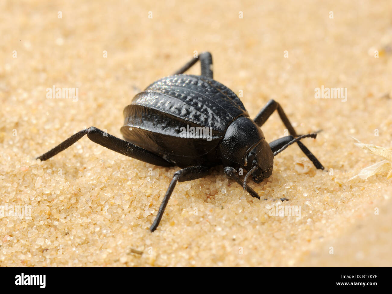 Darkling escarabajo en la arena Foto de stock