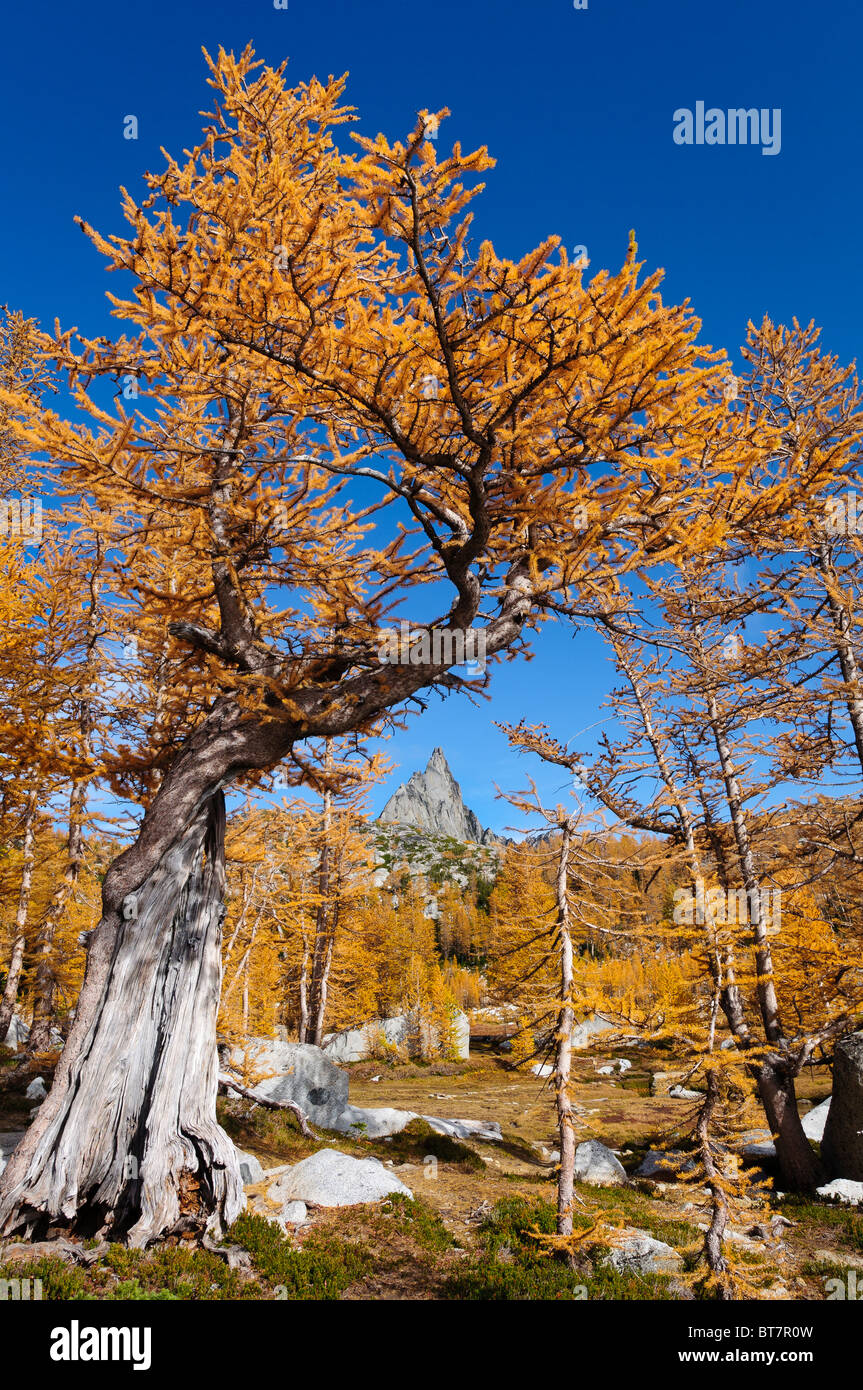 Alerces alpinos con colores del otoño framing Prusik pico en los encantamientos, lagos alpinos Desierto, Washington. Foto de stock
