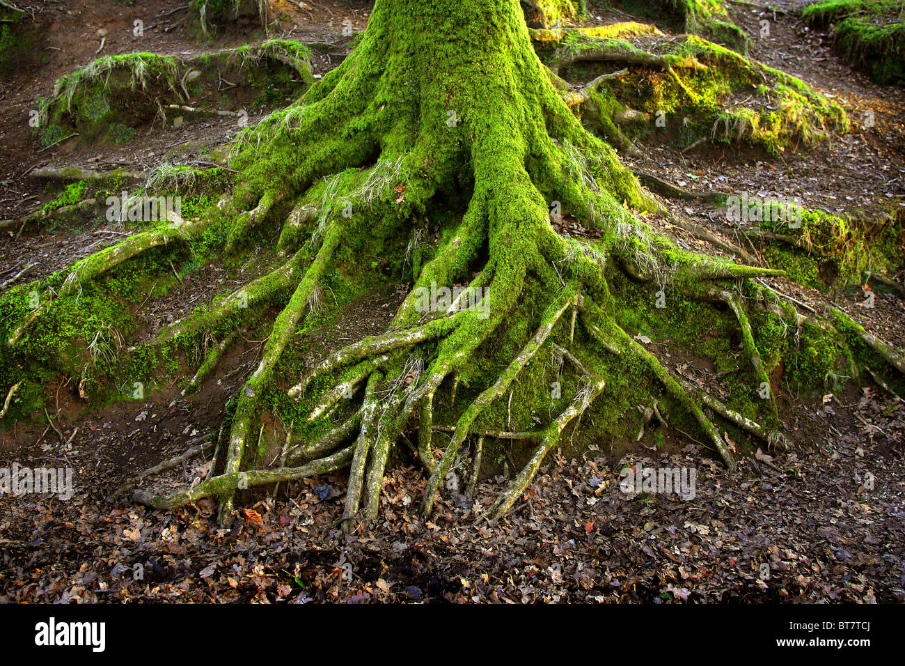 Las raíces de los árboles cubiertos de musgo. Foto de stock