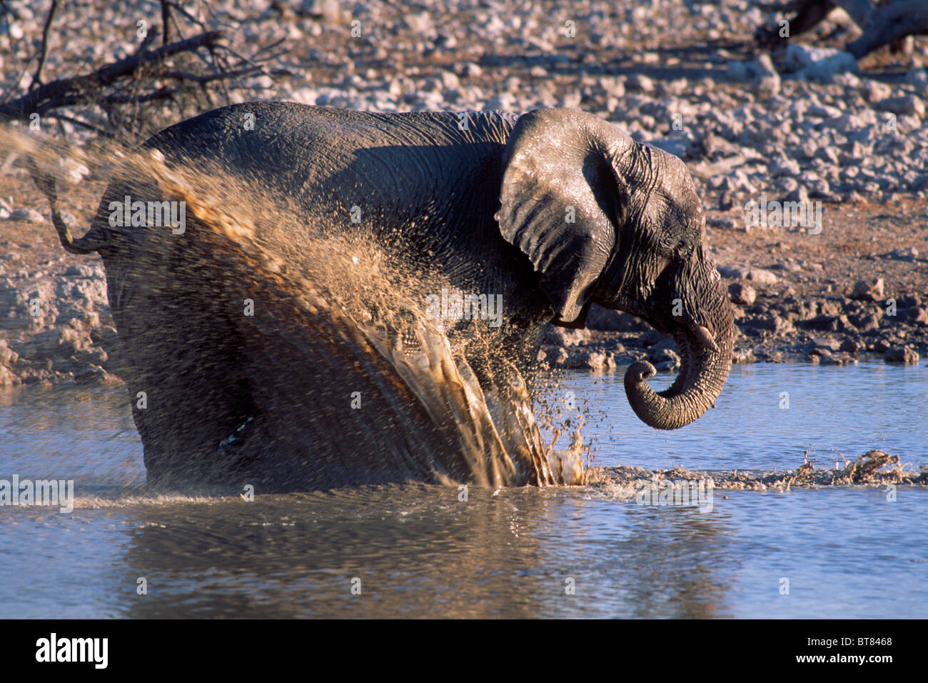 Bush Elefante africano (Loxodonta africana), bañarse en un abrevadero, el Parque Nacional de Etosha, Namibia, África Foto de stock