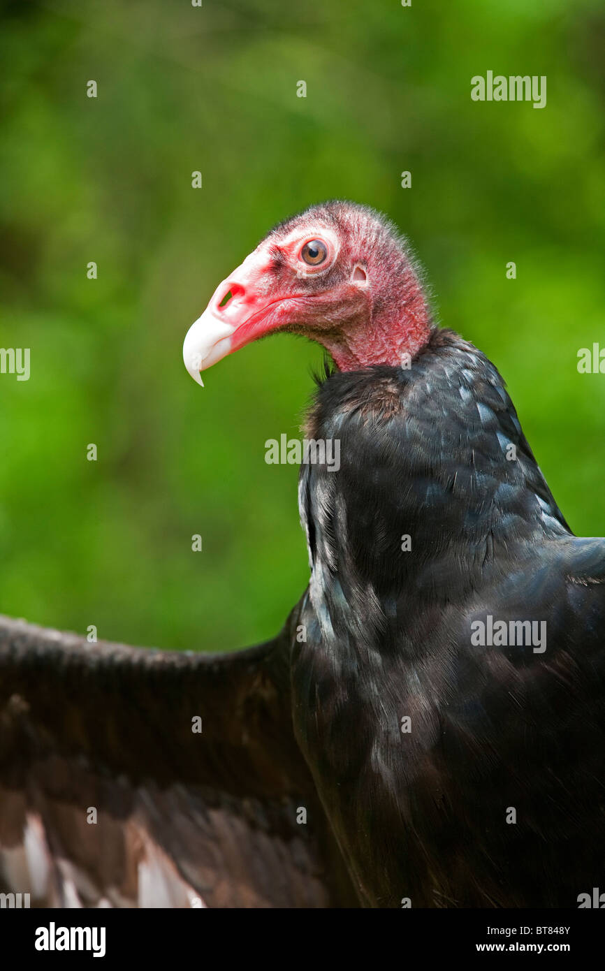 El Turkey Vulture, Cathartes aura, es una de las aves que se encuentran en la mayor parte de las Américas. Foto de stock