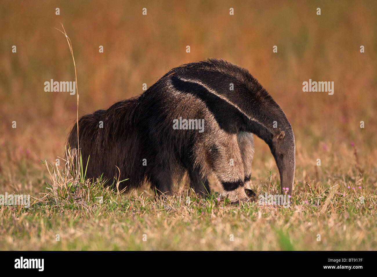 Oso hormiguero gigante en el Pantanal. Foto de stock
