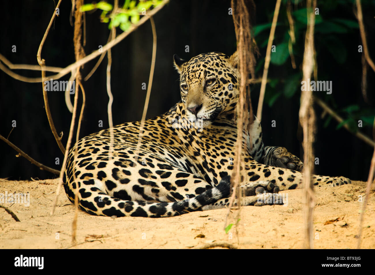 Jaguar salvajes descansando en el Pantanal. Foto de stock