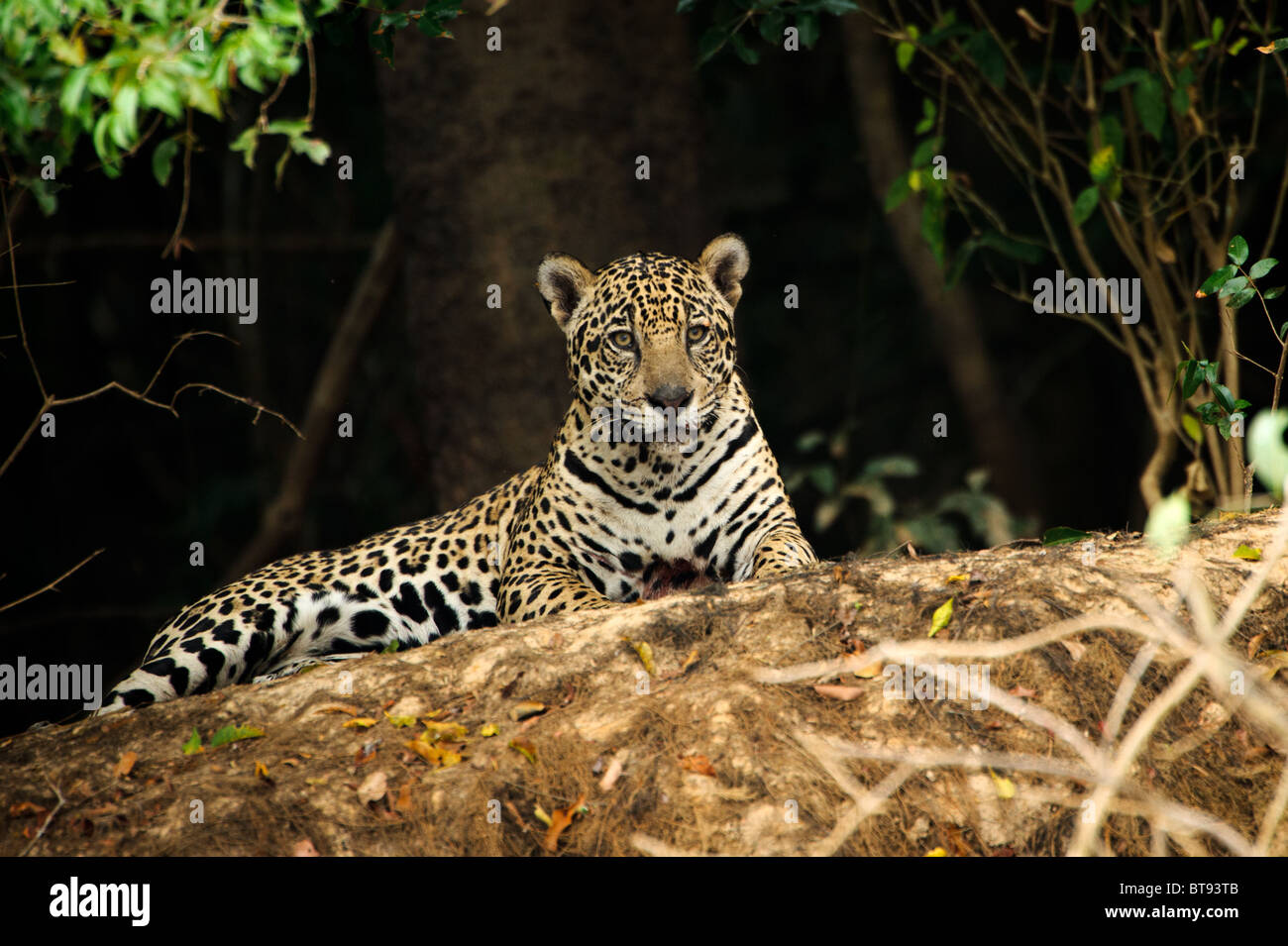 Jaguar salvaje en el Pantanal. Foto de stock