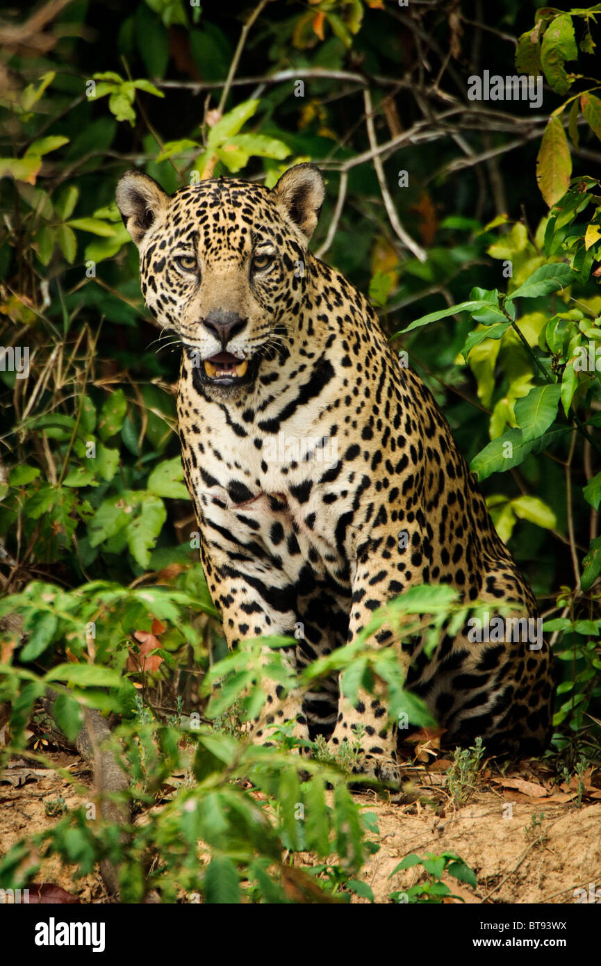 Jaguar salvajes descansando en el Pantanal. Foto de stock