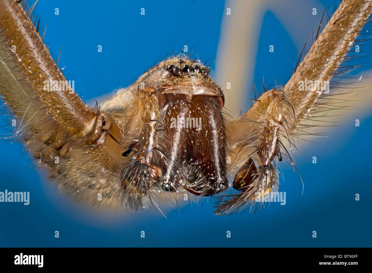Detalle de palpos y piezas bucales, ojos de Tegenaria domestica, araña doméstico Foto de stock