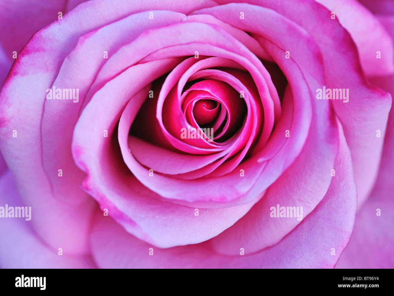 Blanco-rosa roja flor (rosa) Foto de stock