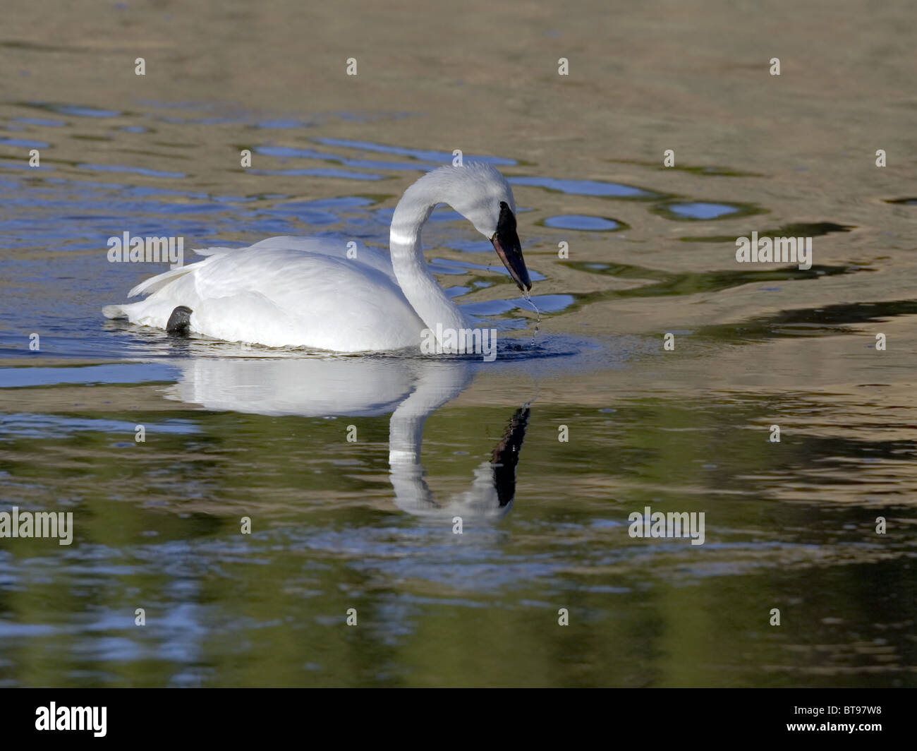 Trumpeter swan con reflejo en el agua Foto de stock