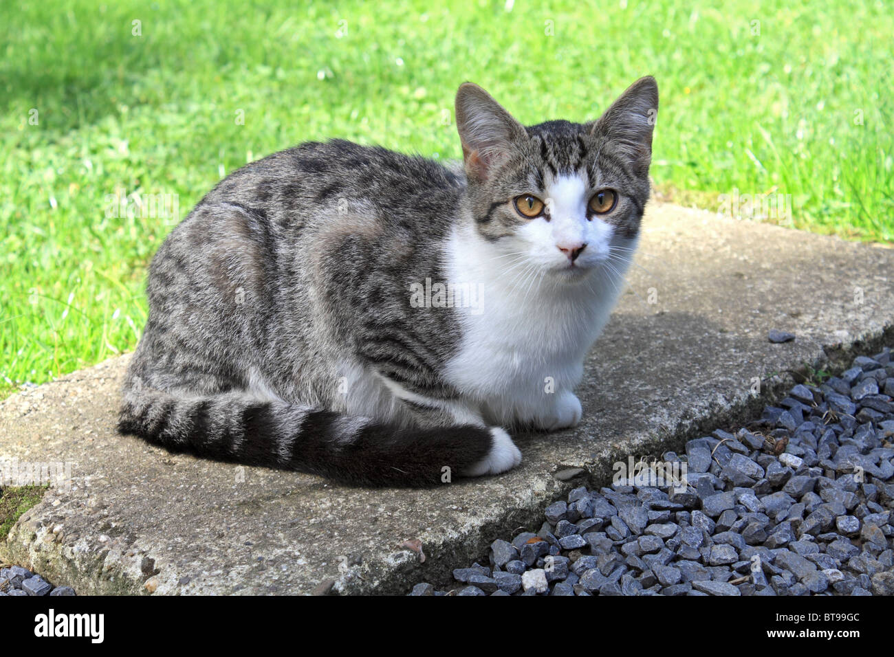 Lindo gato atigrado y blanco Foto de stock