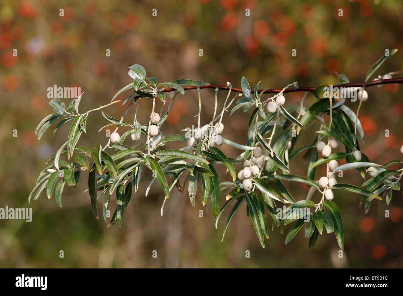 Federación Silverberry, Oleaster o ruso-olive (Elaeagnus angustifolia), rama con frutas Foto de stock