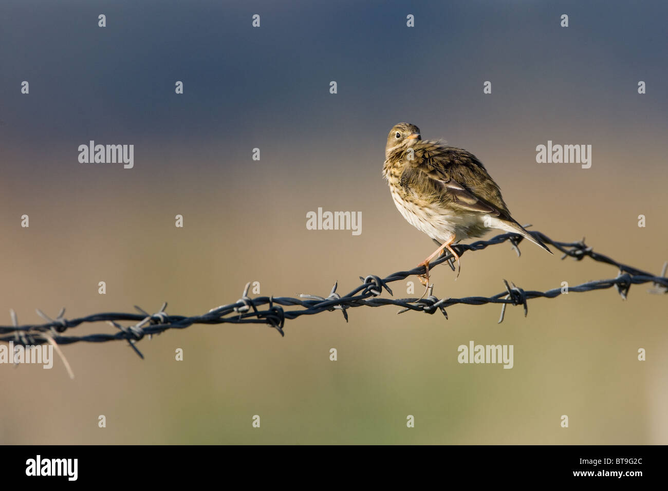 La Pradera Pipit Anthus pratensis, es un pequeño pájaro paseriformes que alimenta en gran parte de la mitad norte de Europa. Foto de stock