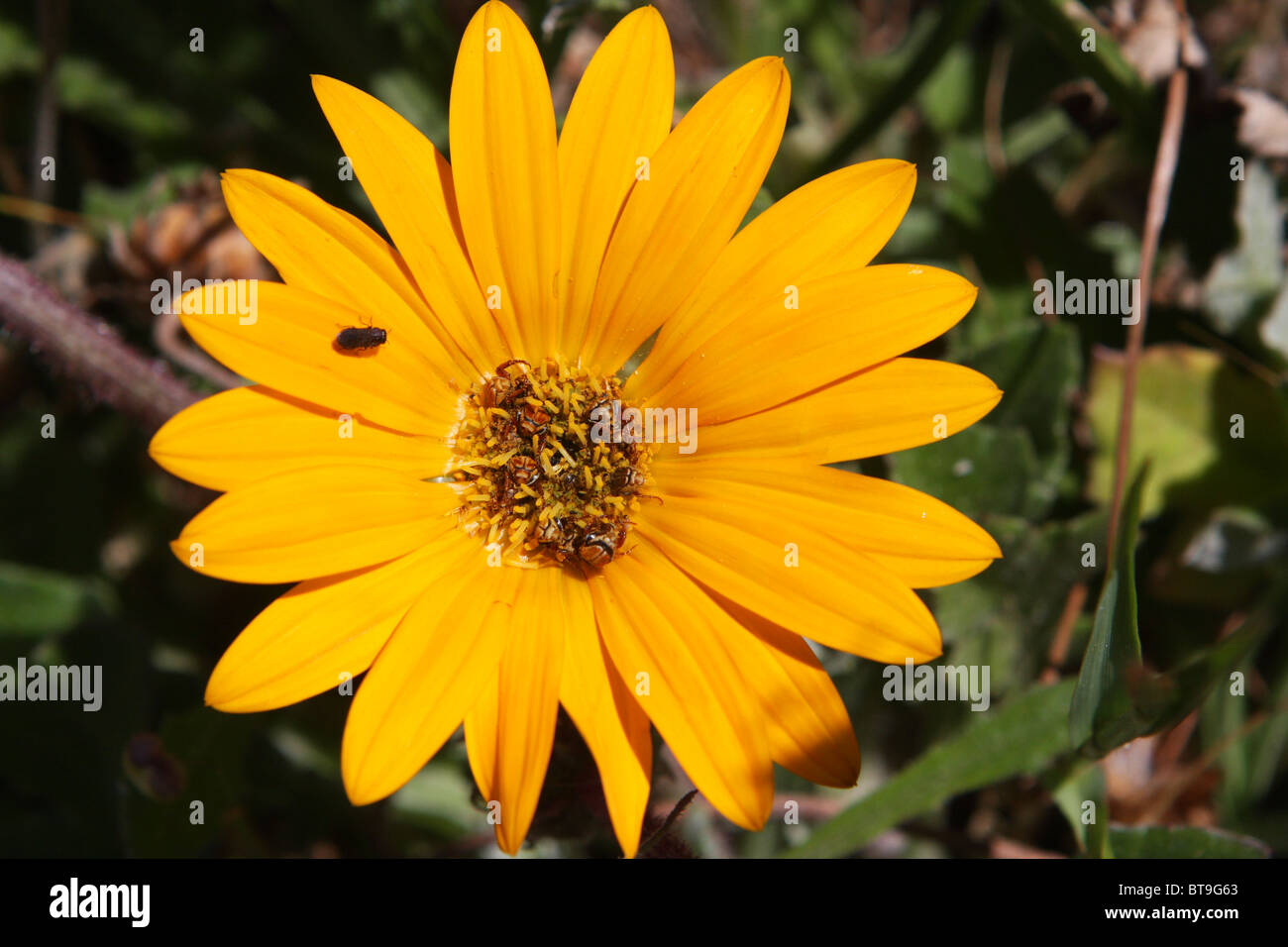 Sudáfrica, flor amarilla, Lady escarabajo, insecto Foto de stock