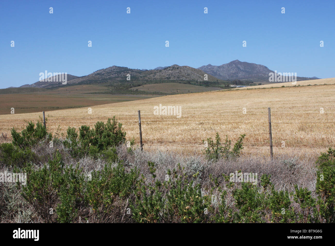 Sudáfrica, campo, montaña, panorama, el trigo amarillo, azul cielo, increíble outlook Foto de stock