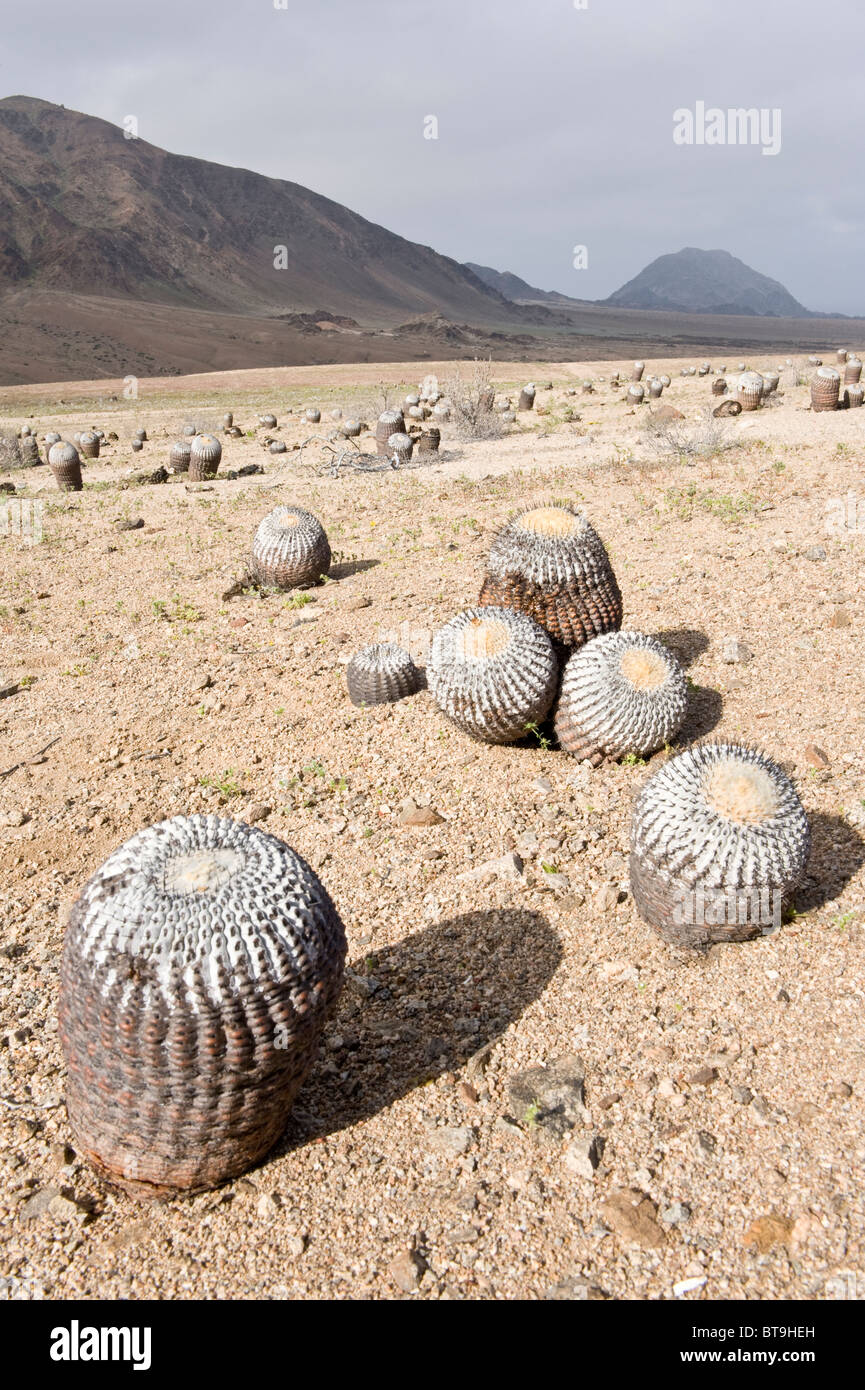 Copiapoa cinerea ssp. columna alba cactus Parque Nacional Pan de Azucar el Desierto de Atacama (III Región de Chile, Sudamérica Foto de stock