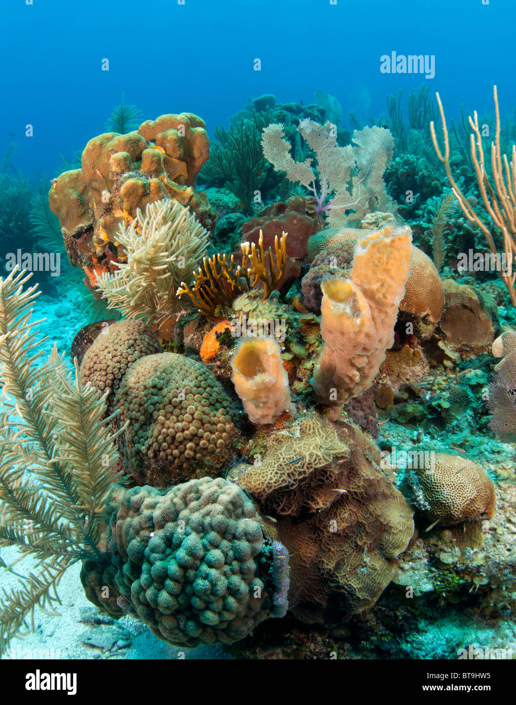 Los arrecifes de coral en la costa de Roatan Honduras Foto de stock