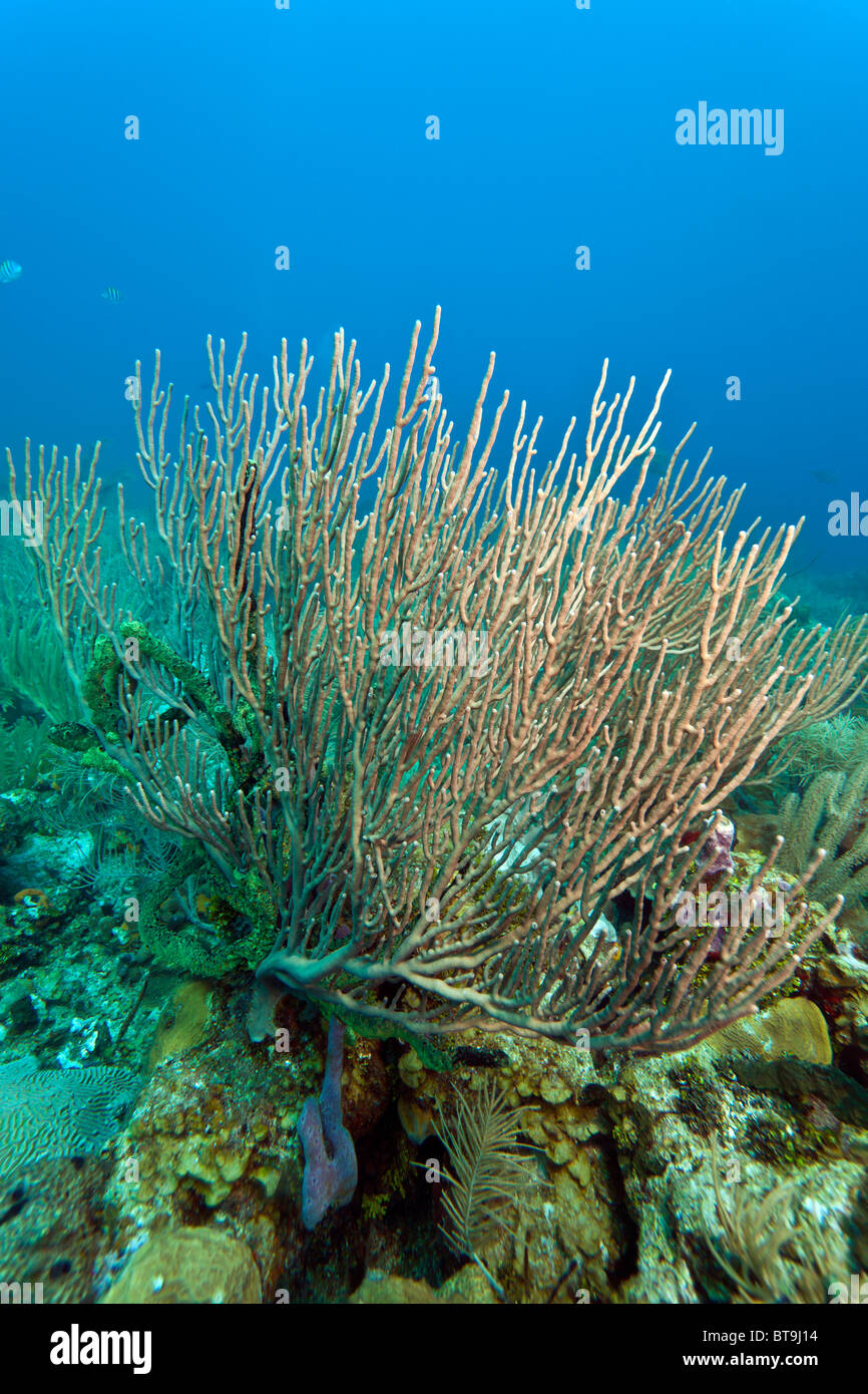 Los arrecifes de coral en la costa de Roatan Honduras Foto de stock