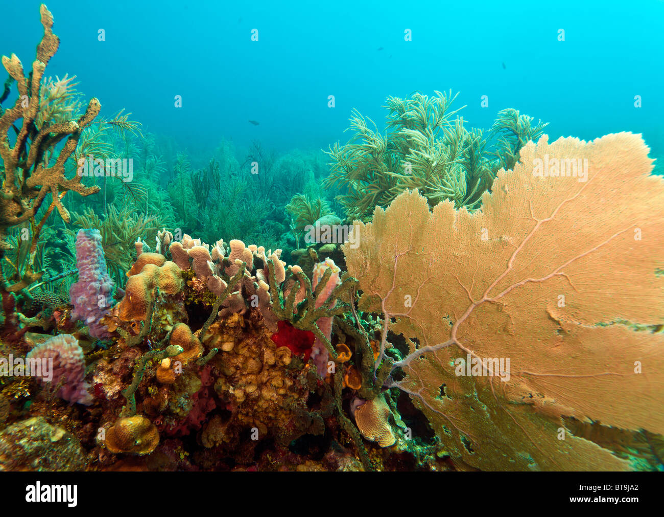 Los arrecifes de coral en la costa de Roatan Honduras Foto de stock