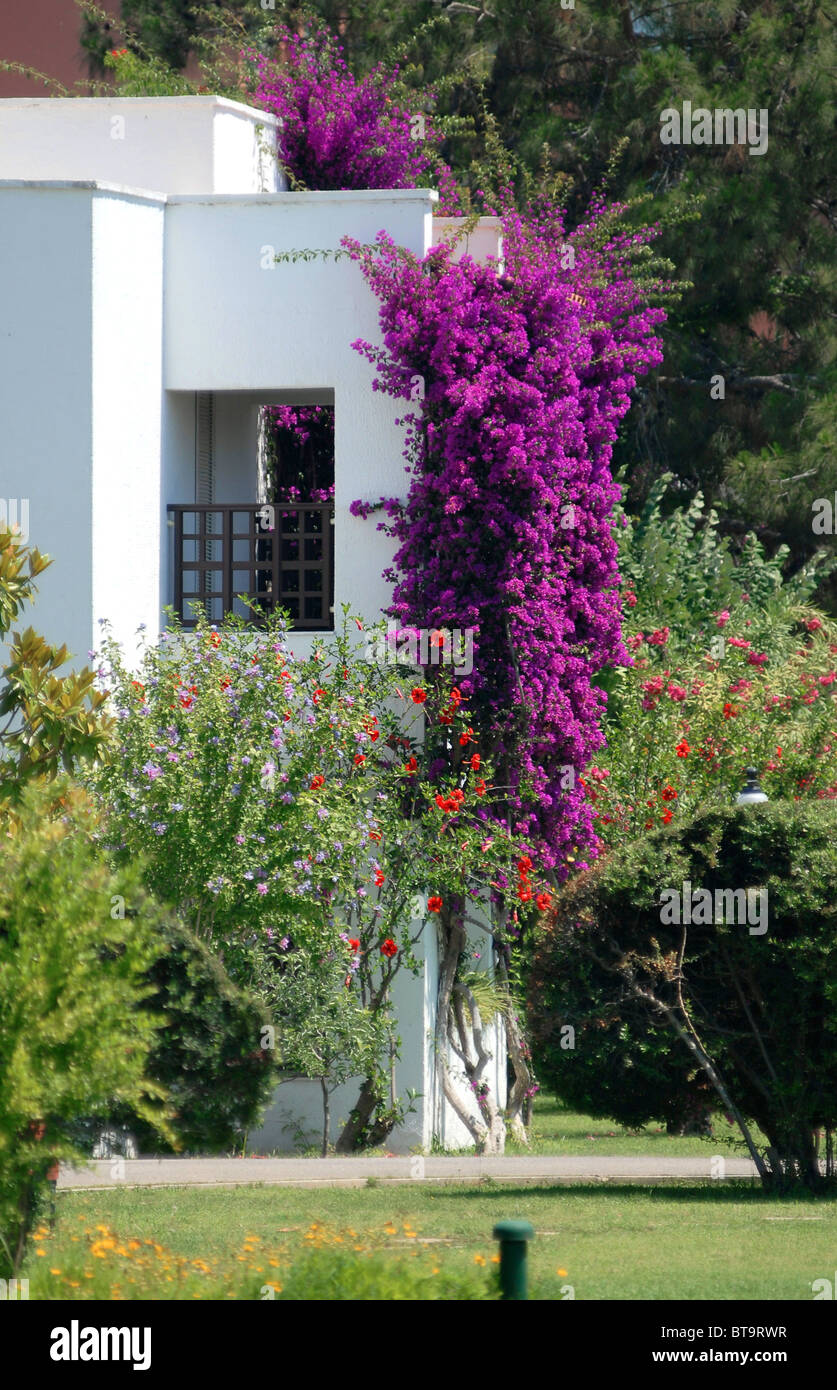 Hermosas coníferas y plantas en el territorio de villa rica Foto de stock