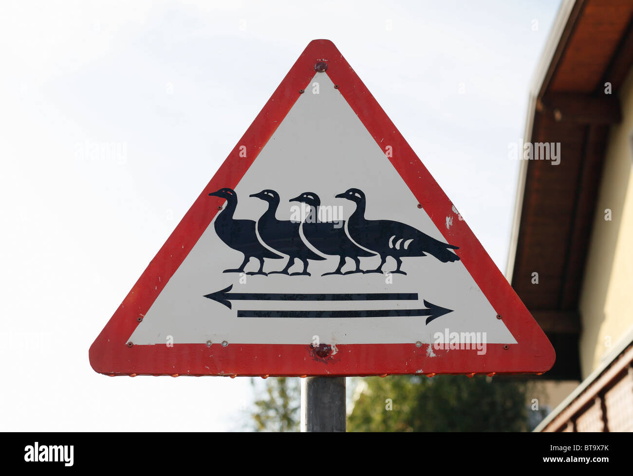 Señal 'Precaución' de ganso, Carintia, Austria, Europa Foto de stock