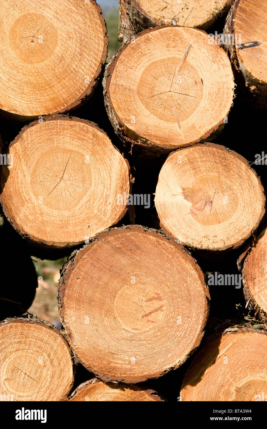 Recientemente talados apilados esperando transporte de madera desde el bosque Foto de stock