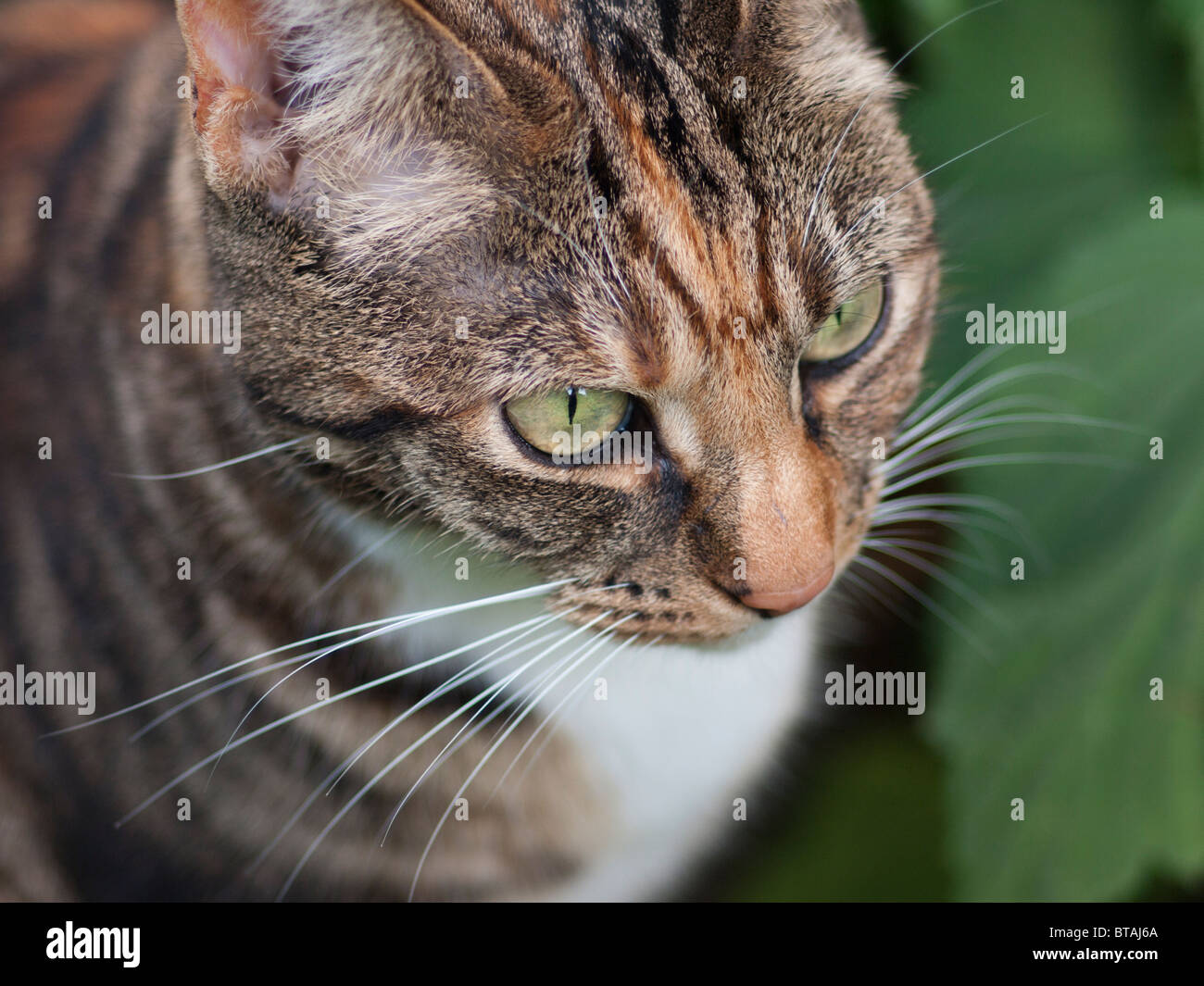 Una hembra de color marrón y negro gato atigrado vistos desde arriba Foto de stock